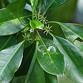 Bruguiera cylindrica was found in Chinaman Creek in January 2016. Known range extention of 170km from Cooktown. <br />Canon EOS 6D + EF400 F5.6L